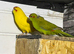 Variety of birds in need of a new home