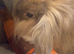 Beautiful mini lion lop