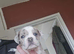Bulldog puppies 10 weeks boys 5 available