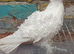 White frill back pigeons for sale