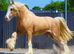 Chestnut Welsh D