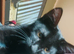 2x Black Kittens