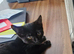 3 RESCUED CATS & KITTENS – LOOKING FOR LOVING FOREVER HOMES