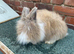 Baby rabbits