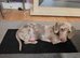 Miniature Dachshund 5 months