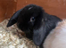 Beautiful Mini Lop Kits