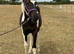 Elegant coloured yearling gelding