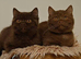 Wanted choc or cinnamon Bsh!
