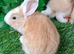 PURE Continental Giants - White Eared - Vaccinated NOBIVAC 3 in 1 - RESERVE