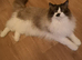 Male Ragdoll cat