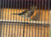 2 male Goldfinch-Canary Hybrid
