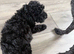 Black Shihpoo pup bitch