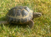 5 year old male horsfield tortoise