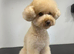 Stunning 100% tiny toy poodles