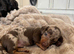 Miniature daschund pups