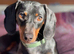 Marley the sausage