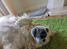 8 year old Golden Retriever