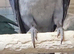Baby Quaker Parrots