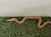 Superconda hognose