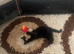 Adorable  Black Turkish Angora