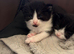 2 male kittens