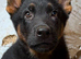 Beautiful German shepherd pups