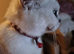 Beautiful bsh female