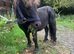 Yearling colt