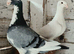 German beauty pigeons
