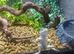 Eastern Collared LIzards at Birmingham Reptiles