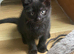 1 Kitten for sale