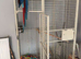 Macaw for sale