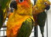 Hand Reared Stunning Sun Conures