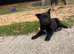 Adorable German Shepherd X Border Collie