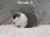 Stunning purebred mini lop rabbits