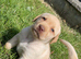 Labrador puppies