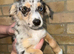 Beautiful chihuahua puppys for sale