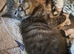 Beautiful Bengal Cross Kittens