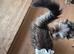 Famale Maine Coon