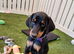 Beautiful healthy  European Doberman puppies looking for loving forever homes.