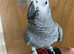 Tame and talkative African grey parrot