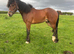 Serious HOYs Prospect Registered Section D Gelding to make 15hh+