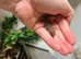 Mourning Geckos