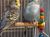 Opaline  budgie