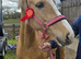15.1 Beautiful Palamino mare