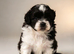 One handosme boy shih tzu