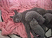 5 week old British shorthairs