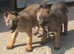 German Shepard puppies ready to leave 2 LEFT
