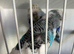 Pair of exhibition budgies for sale