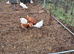 Flock of hens